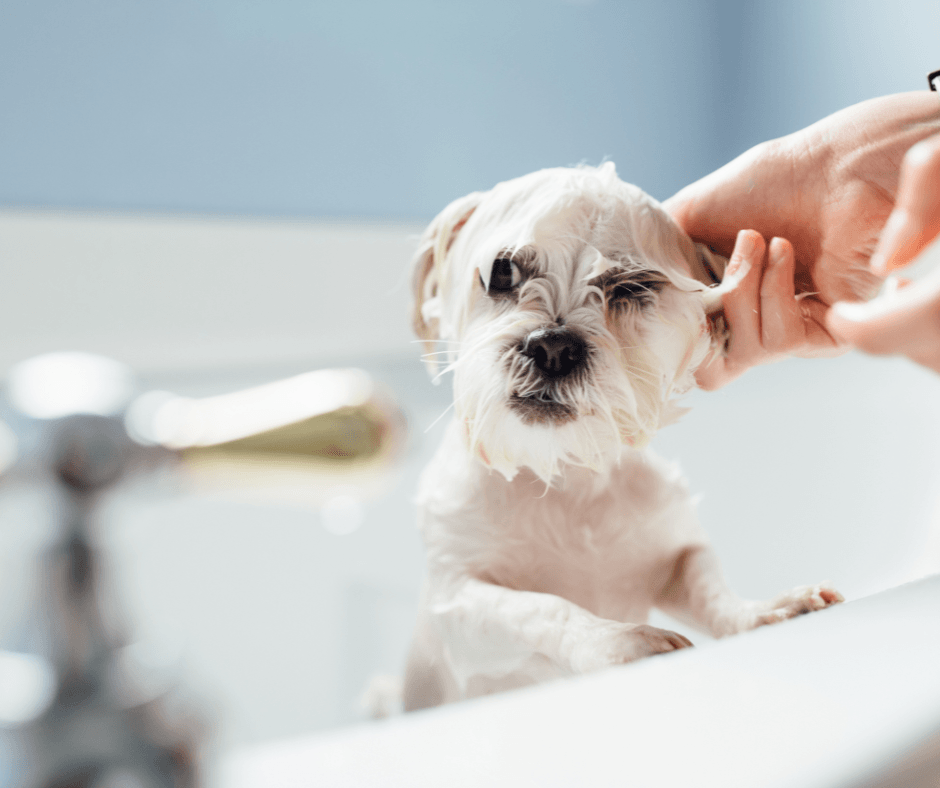 dog being bathed